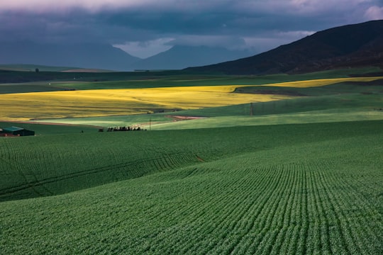 green grass field near body of water during daytime in Caledon South Africa