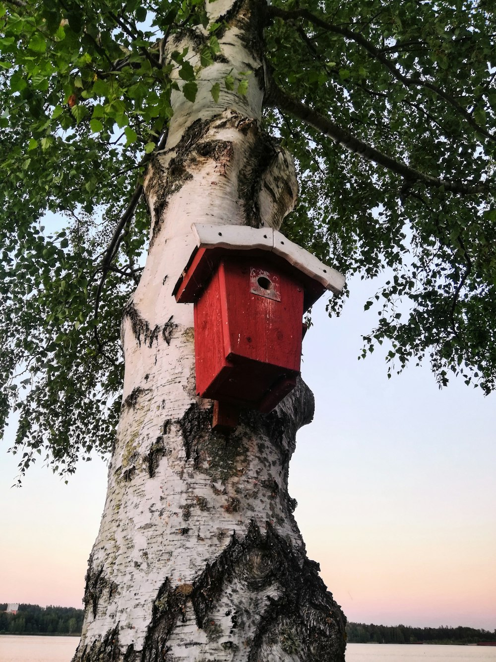 Casetta per uccelli in legno rossa e bianca sull'albero