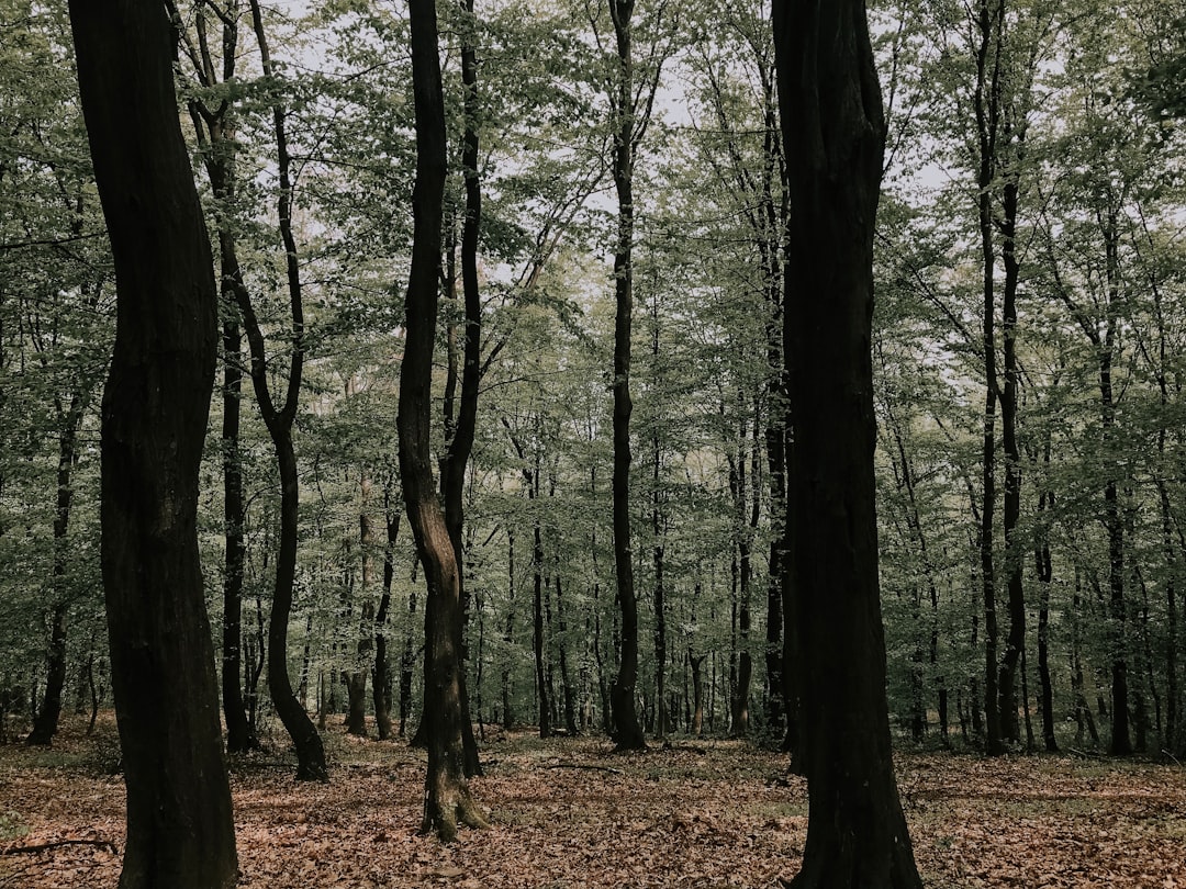 brown trees on brown grass field during daytime