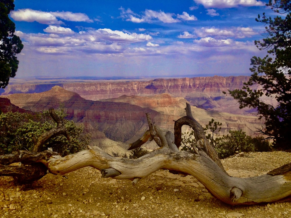 brown tree trunk on brown field during daytime