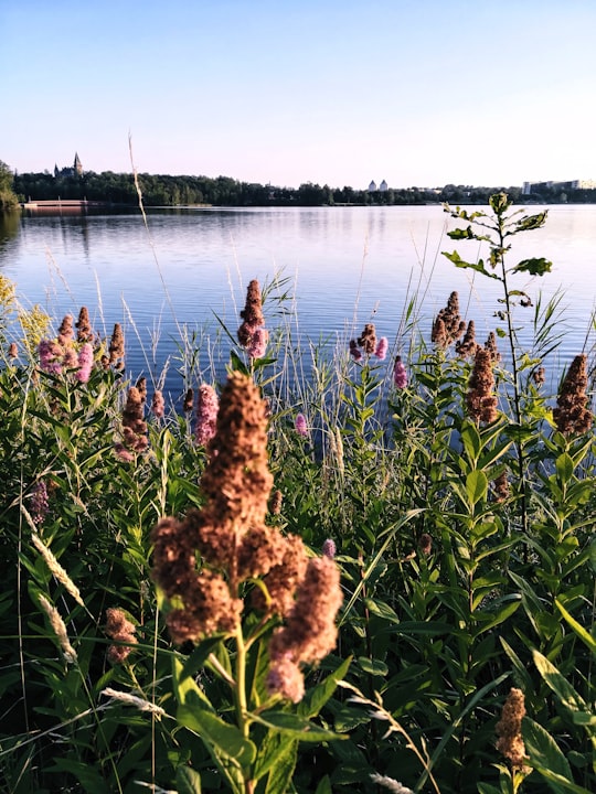 brown flowers near body of water during daytime in Växjö Sweden