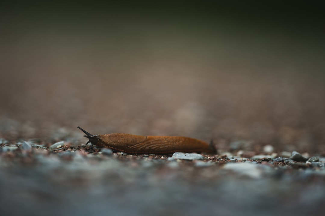 brown snail on gray ground in tilt shift lens