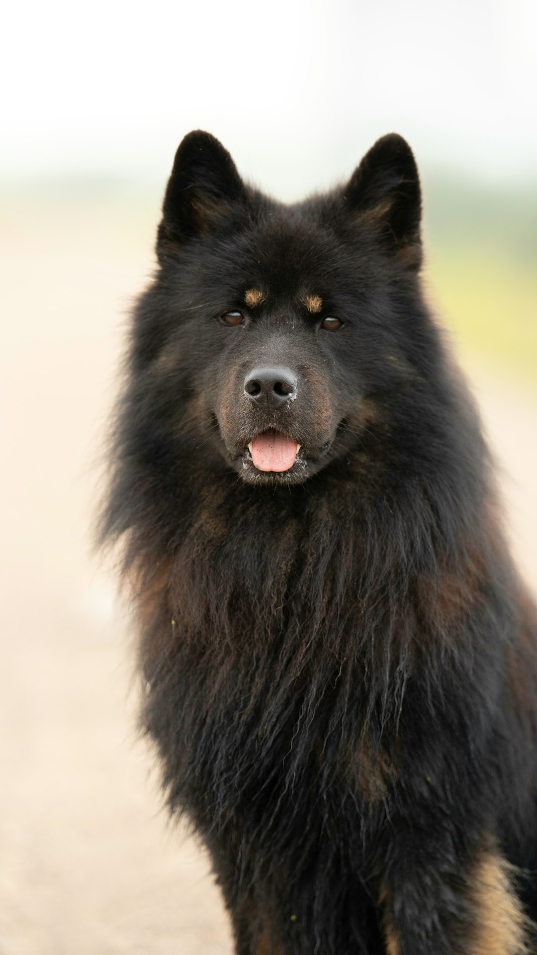 black long coated dog on green grass field during daytime