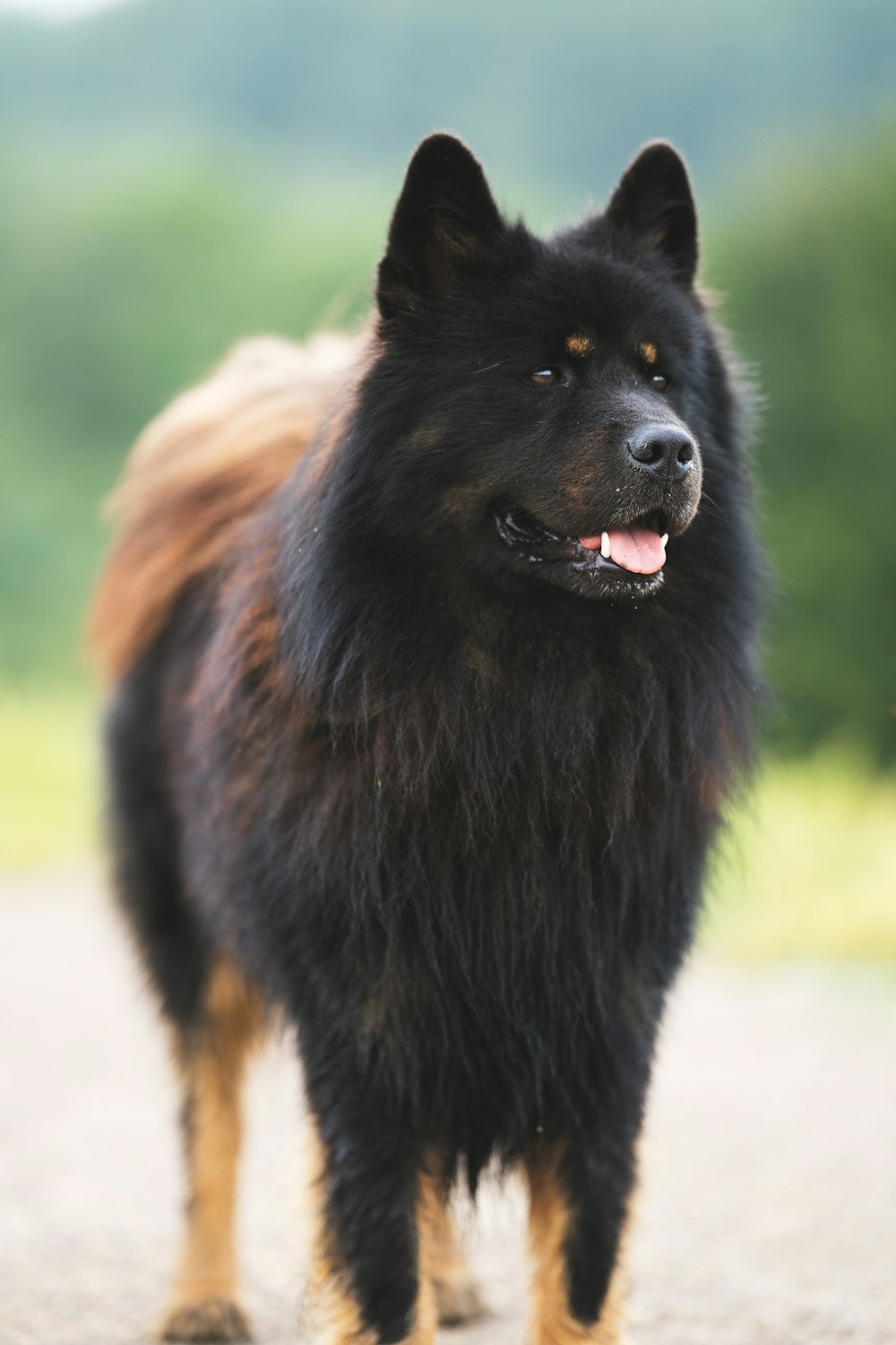 black and tan long coat medium dog