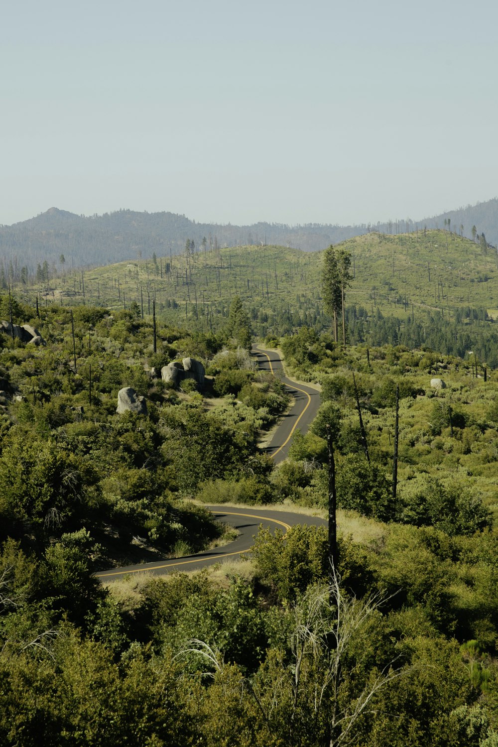 green trees and green grass field during daytime