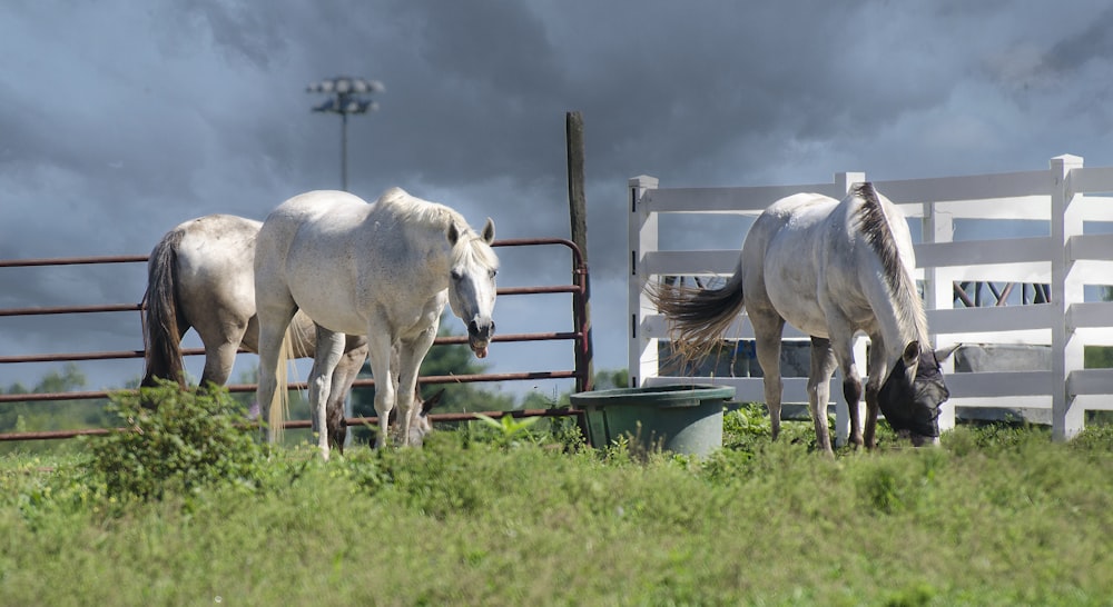 white horse on green grass field during daytime