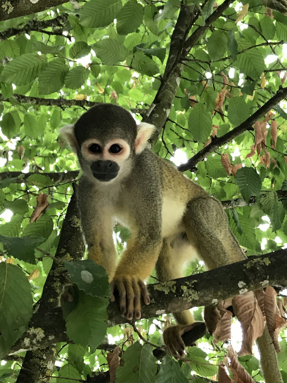 brown monkey on tree branch during daytime