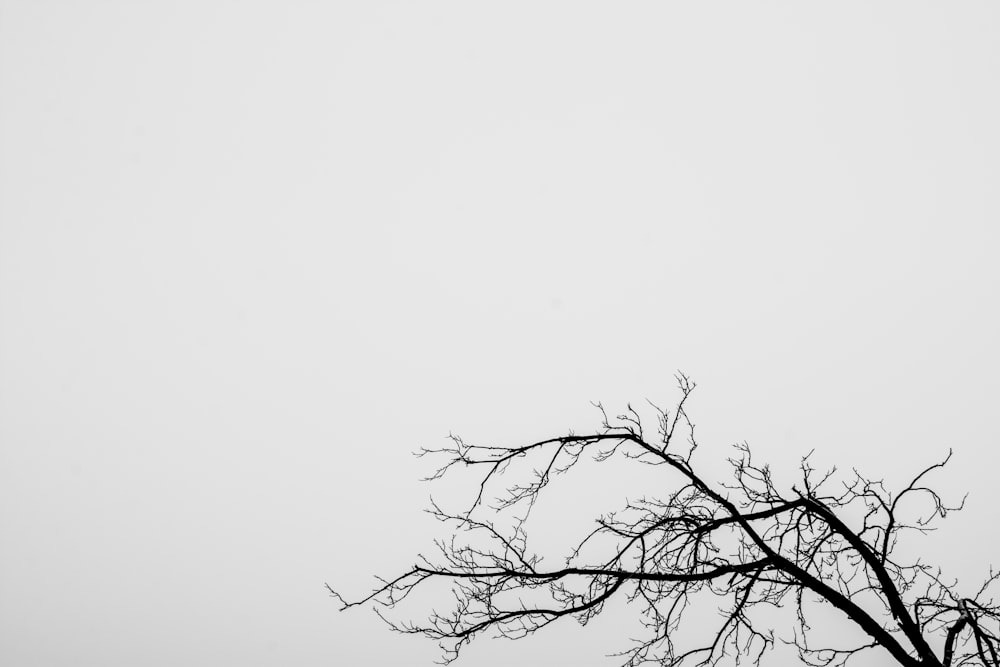 leafless tree under white sky