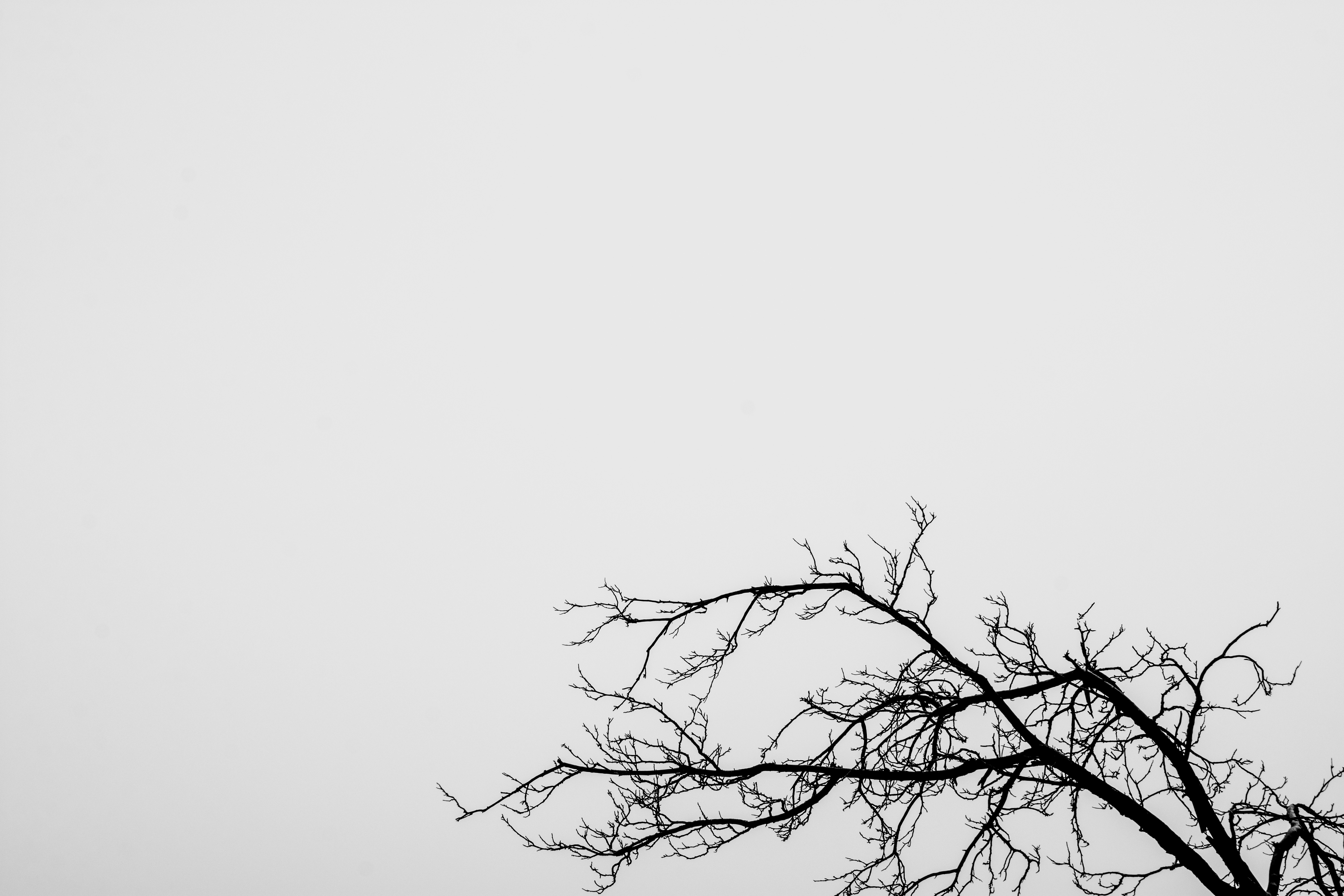 leafless tree under white sky