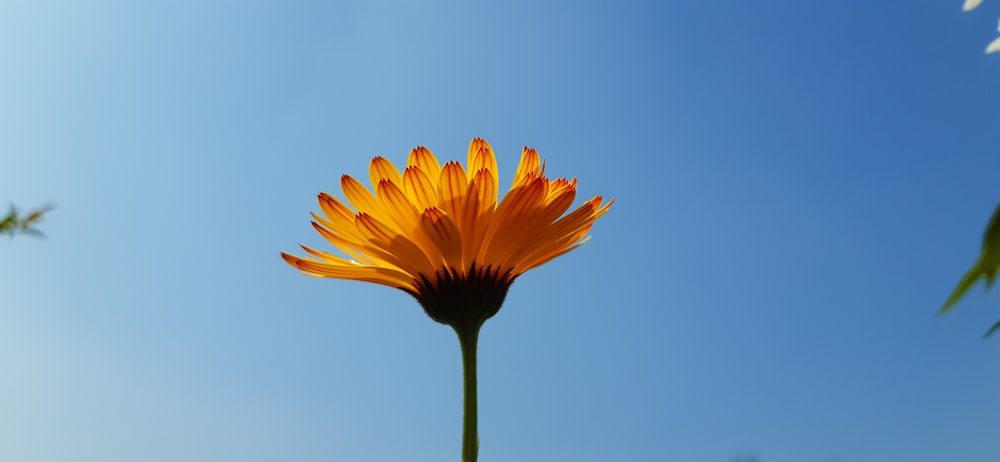 girasole giallo sotto il cielo blu durante il giorno