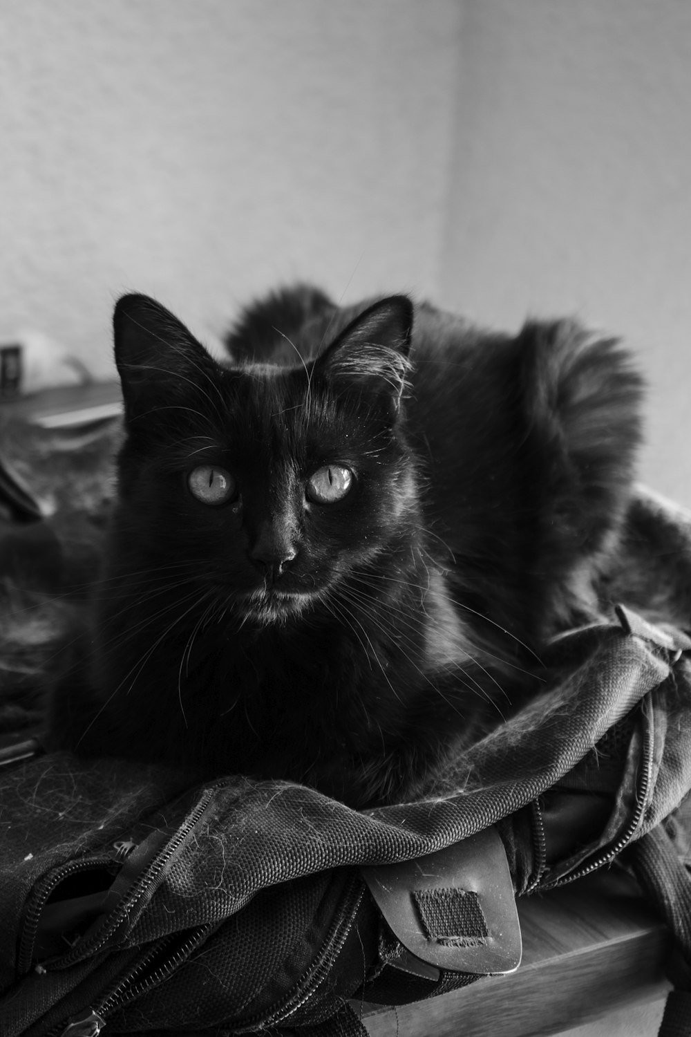 gato negro sobre textil blanco y negro