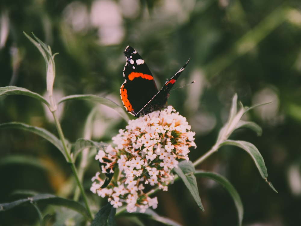 orange black and white butterfly perched on white flower