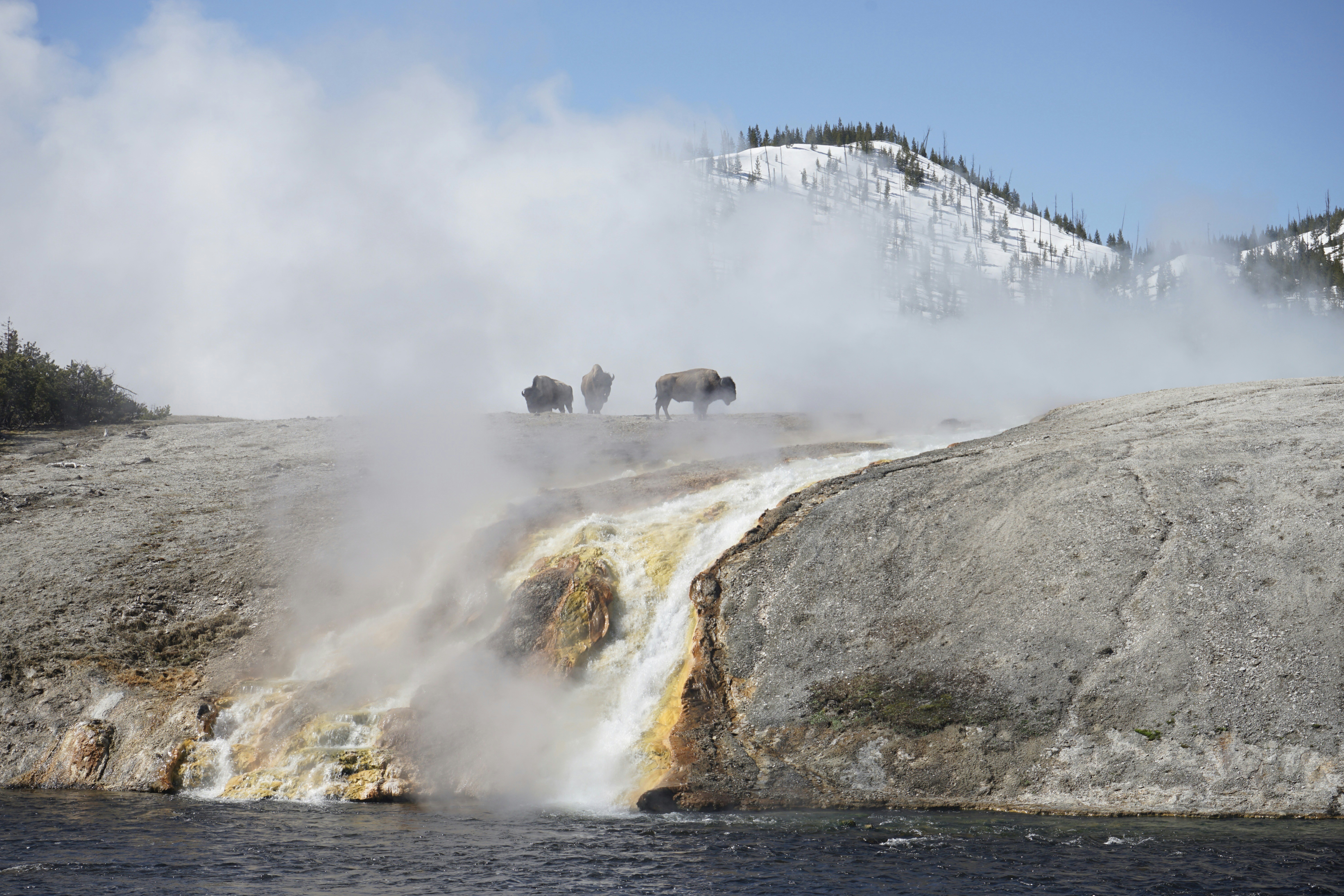 group of sheep on gray rock formation near body of water during daytime
