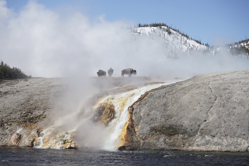 group of sheep on gray rock formation near body of water during daytime