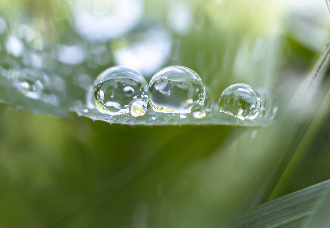 water droplets on green leaf