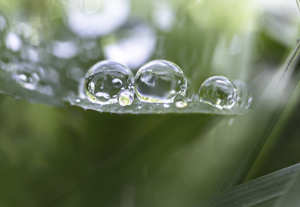 water droplets on green leaf