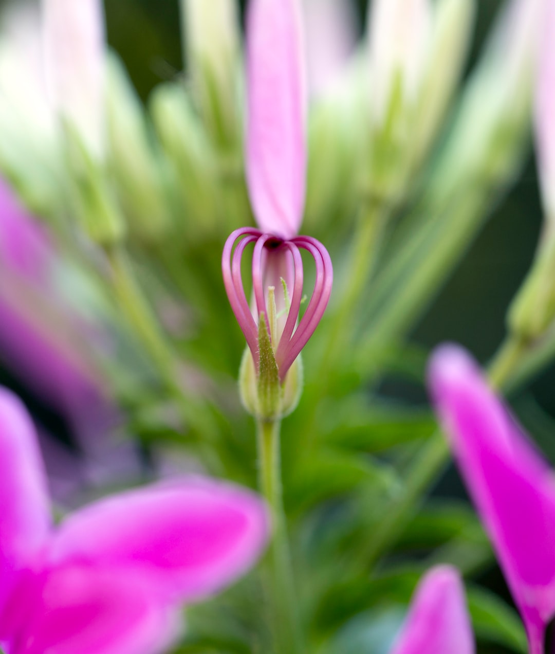 purple flower in macro shot