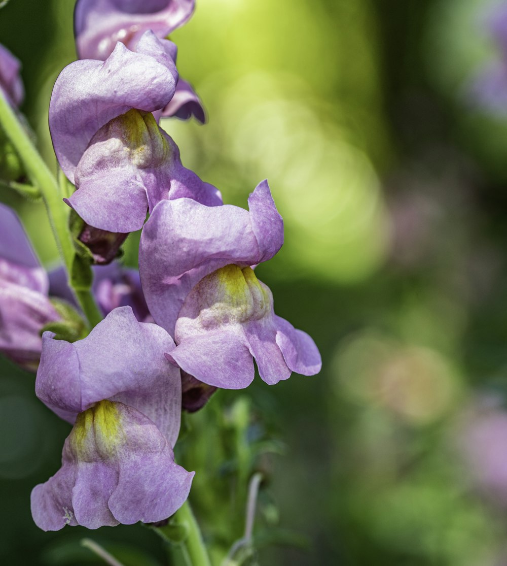 purple flower in tilt shift lens