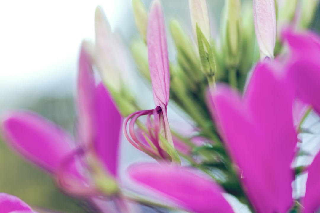 pink flower in tilt shift lens