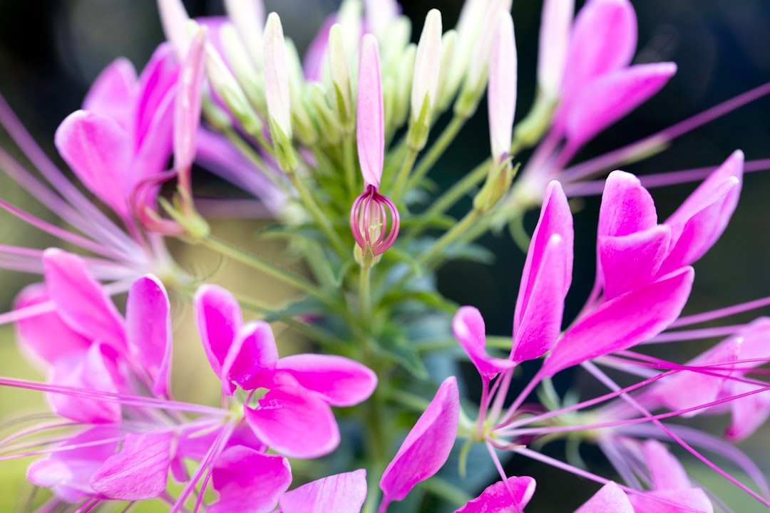 pink flowers in tilt shift lens