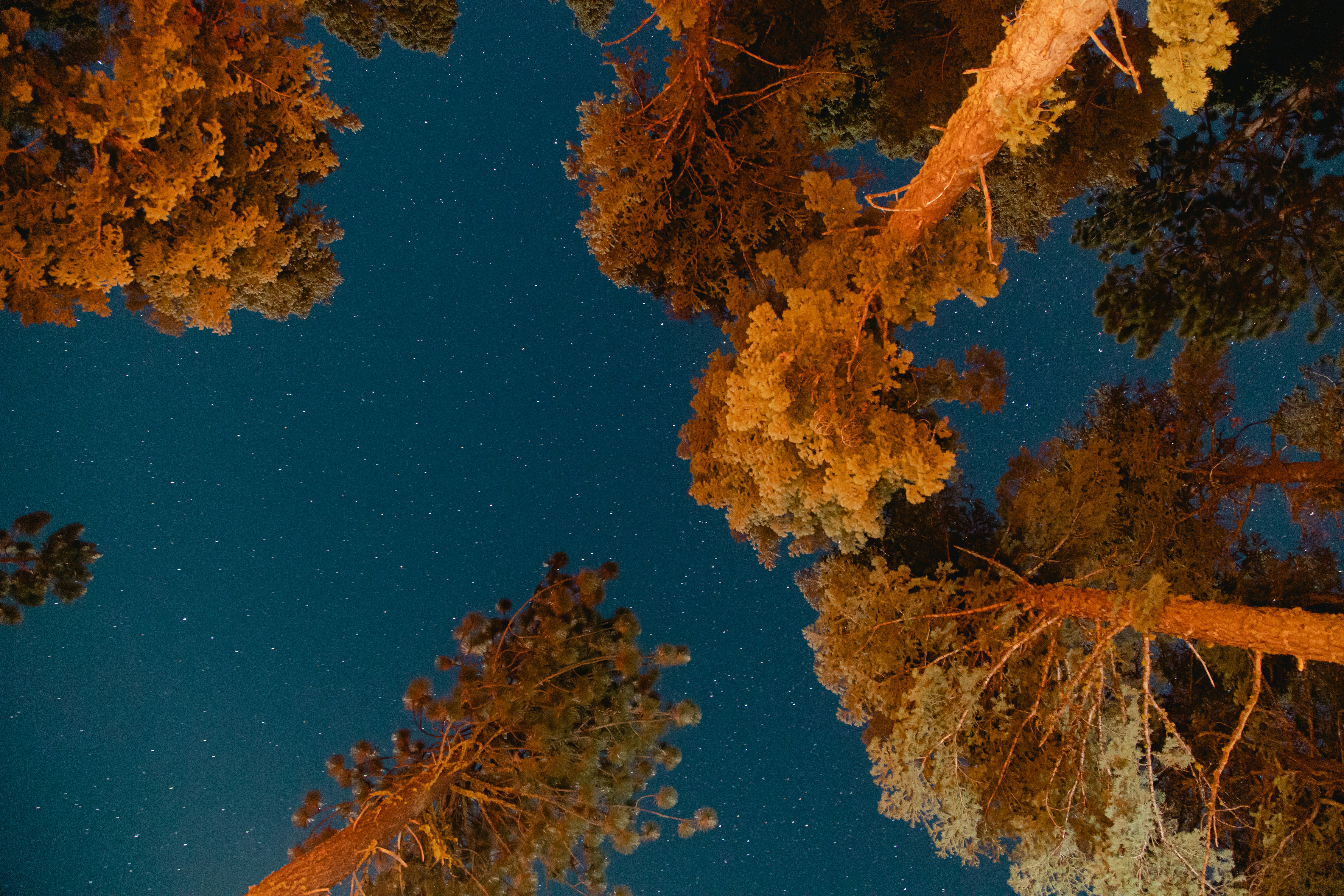 brown and green tree under blue sky, Took this long exposure shot while camping in Lassen Volcanic National Park - August 2020