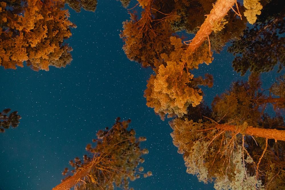 brown and green tree under blue sky