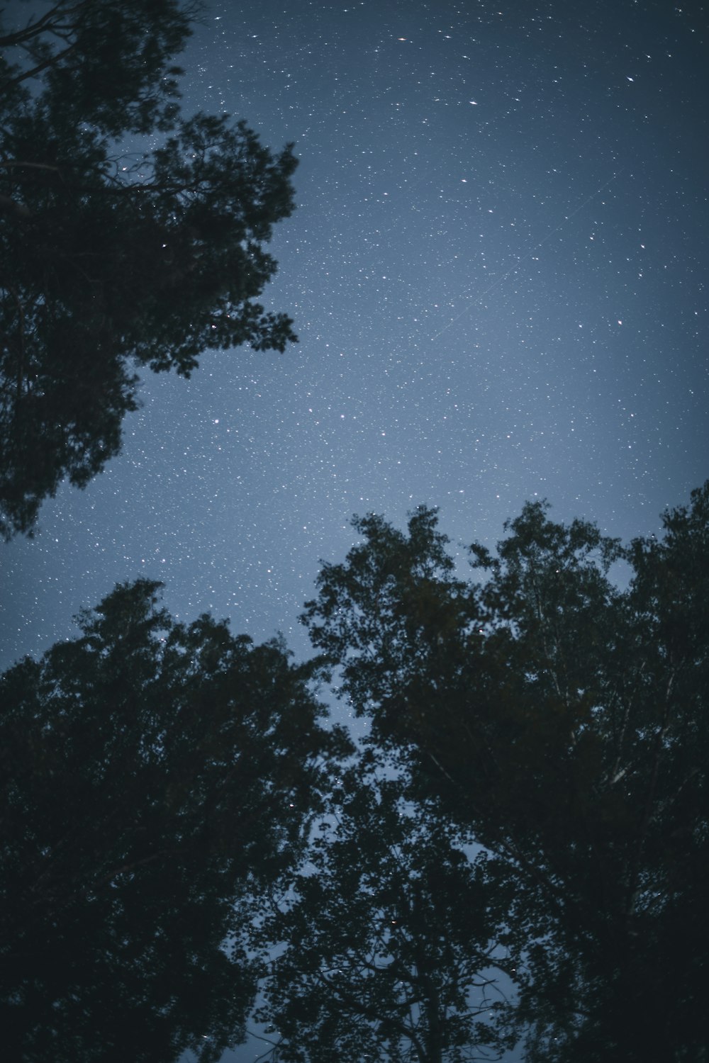 silhouette of trees under blue sky during night time