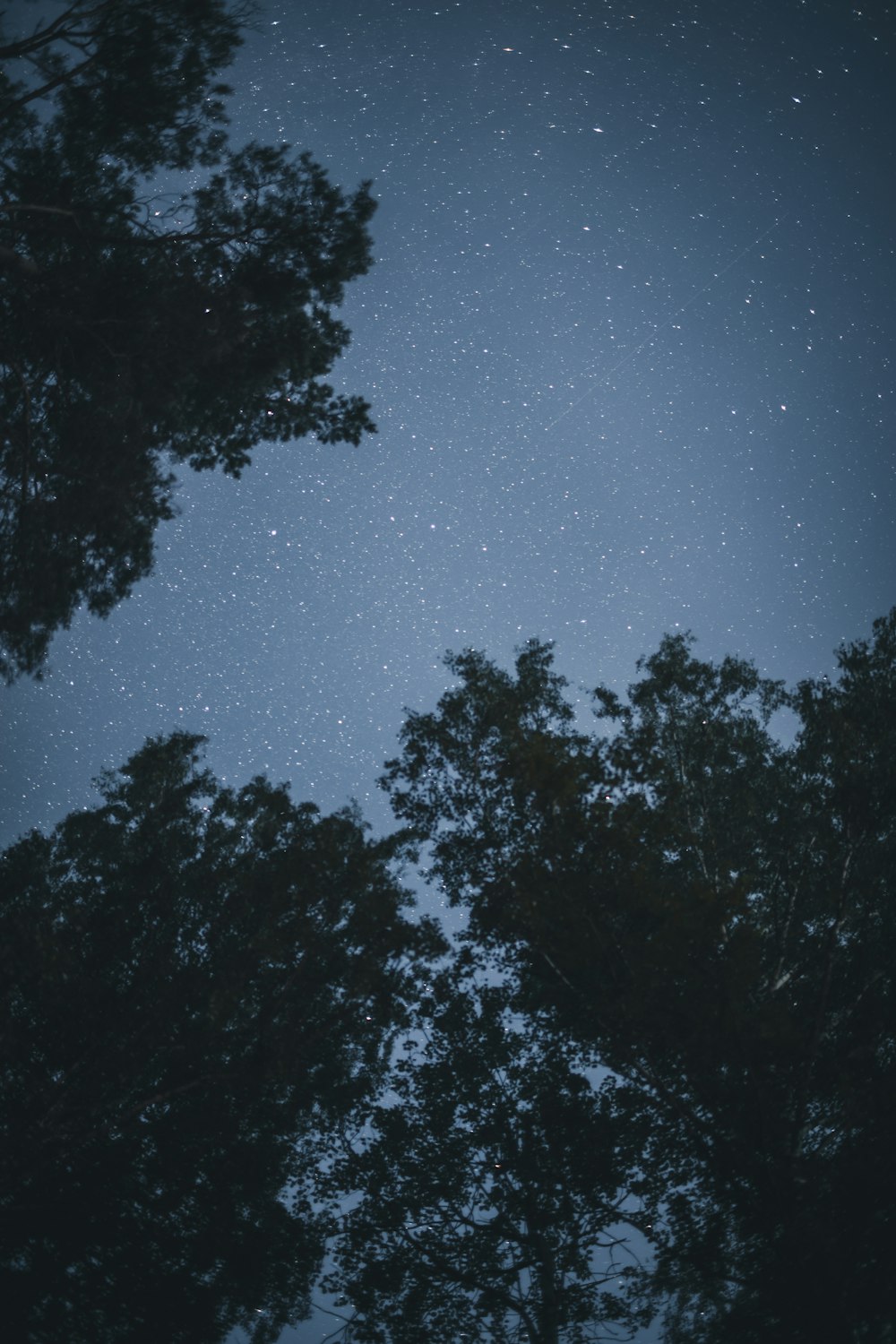 夜の青空に浮かぶ木々のシルエット
