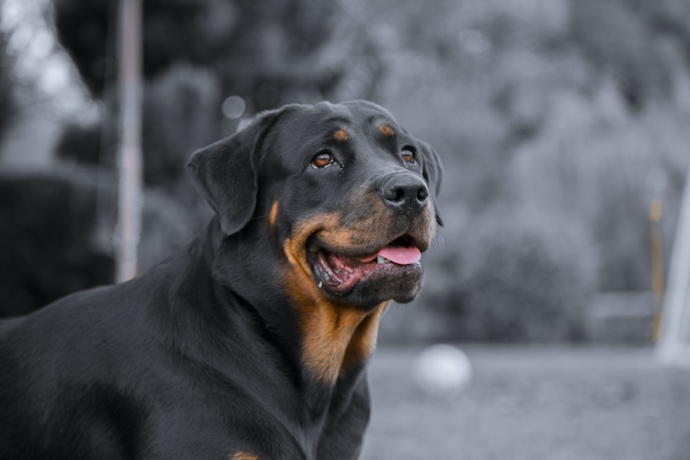 black and tan rottweiler puppy