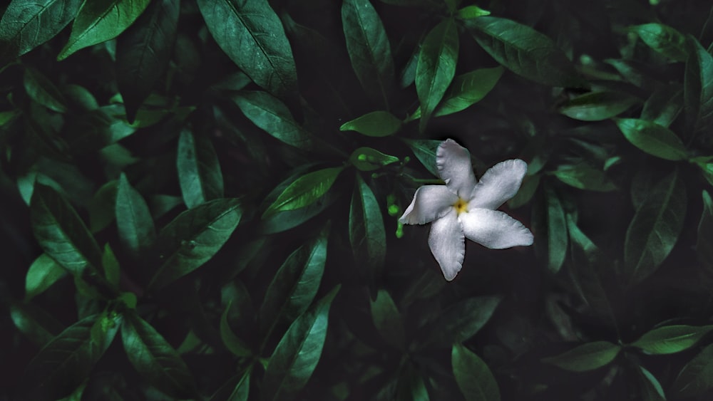 white flower with green leaves