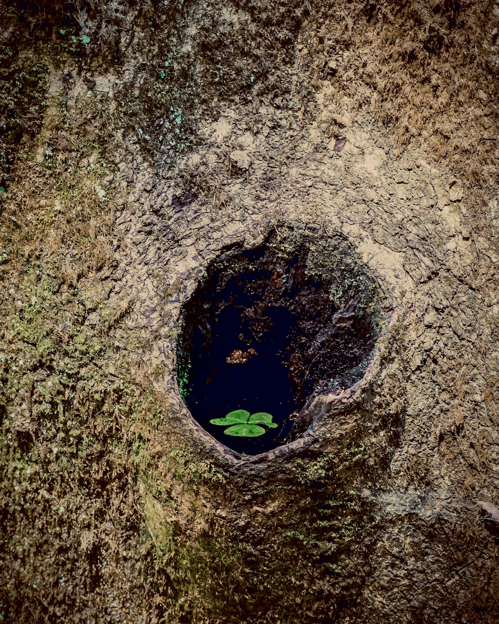 green hole on brown soil