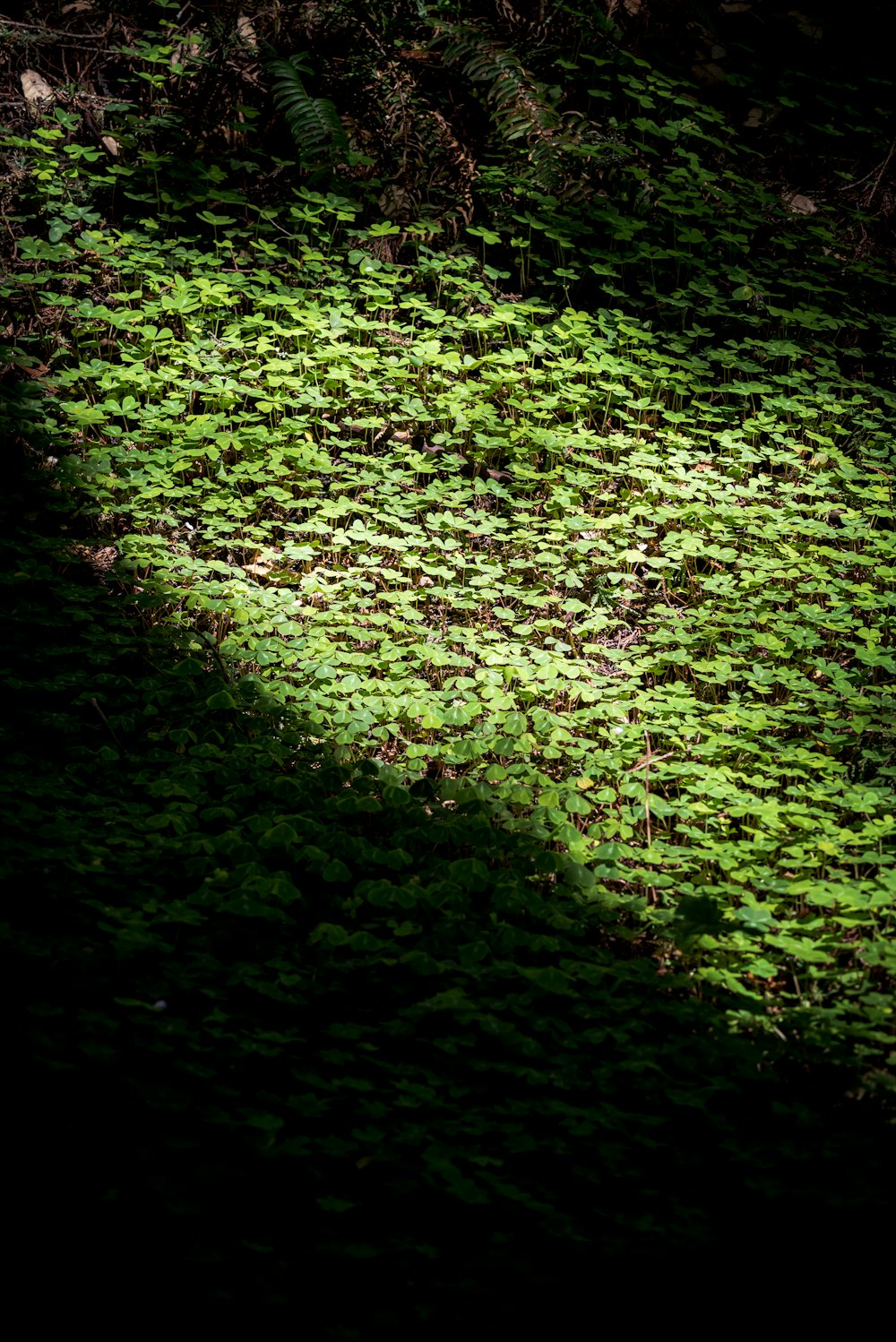 green grass field during daytime