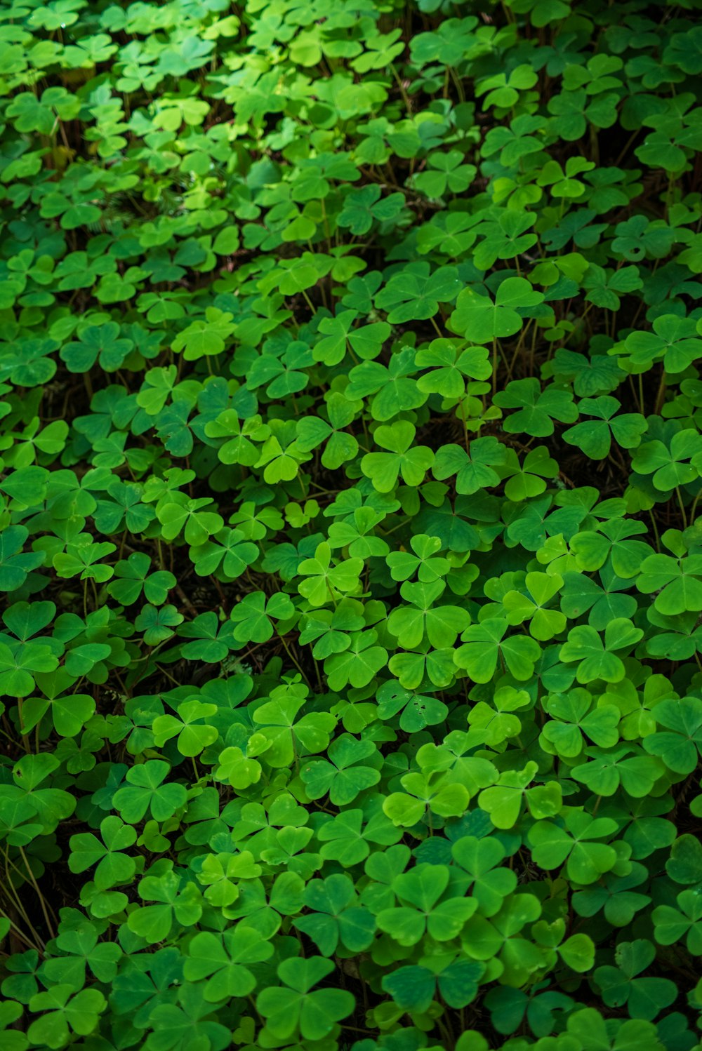 green leaves on brown soil