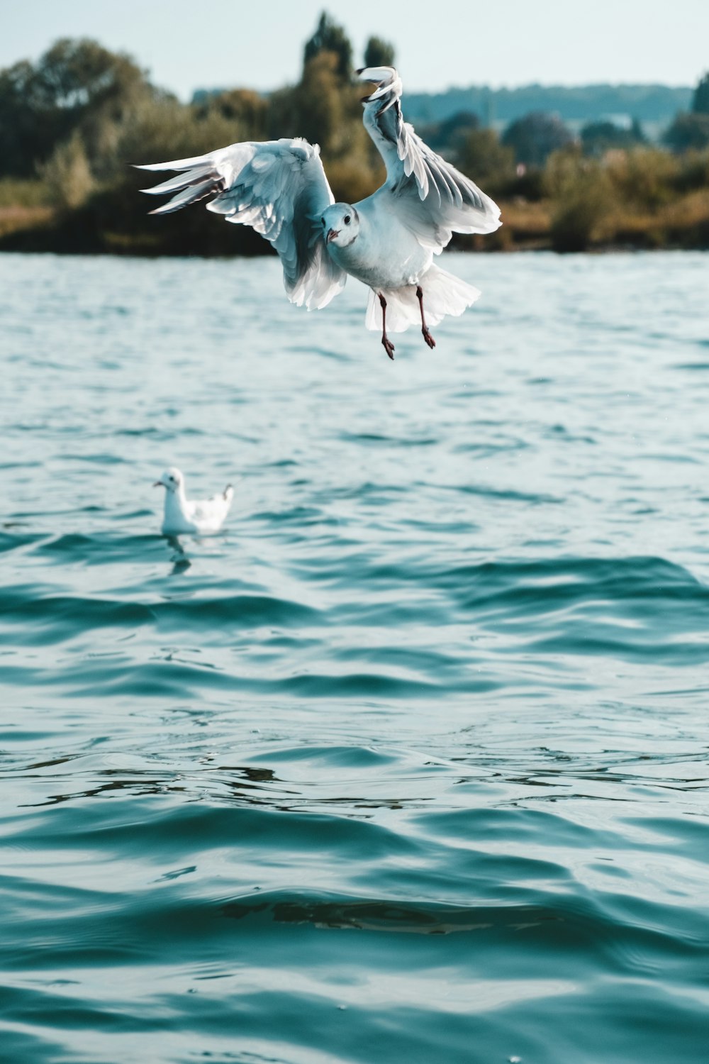 Weißer Vogel, der tagsüber über das Meer fliegt