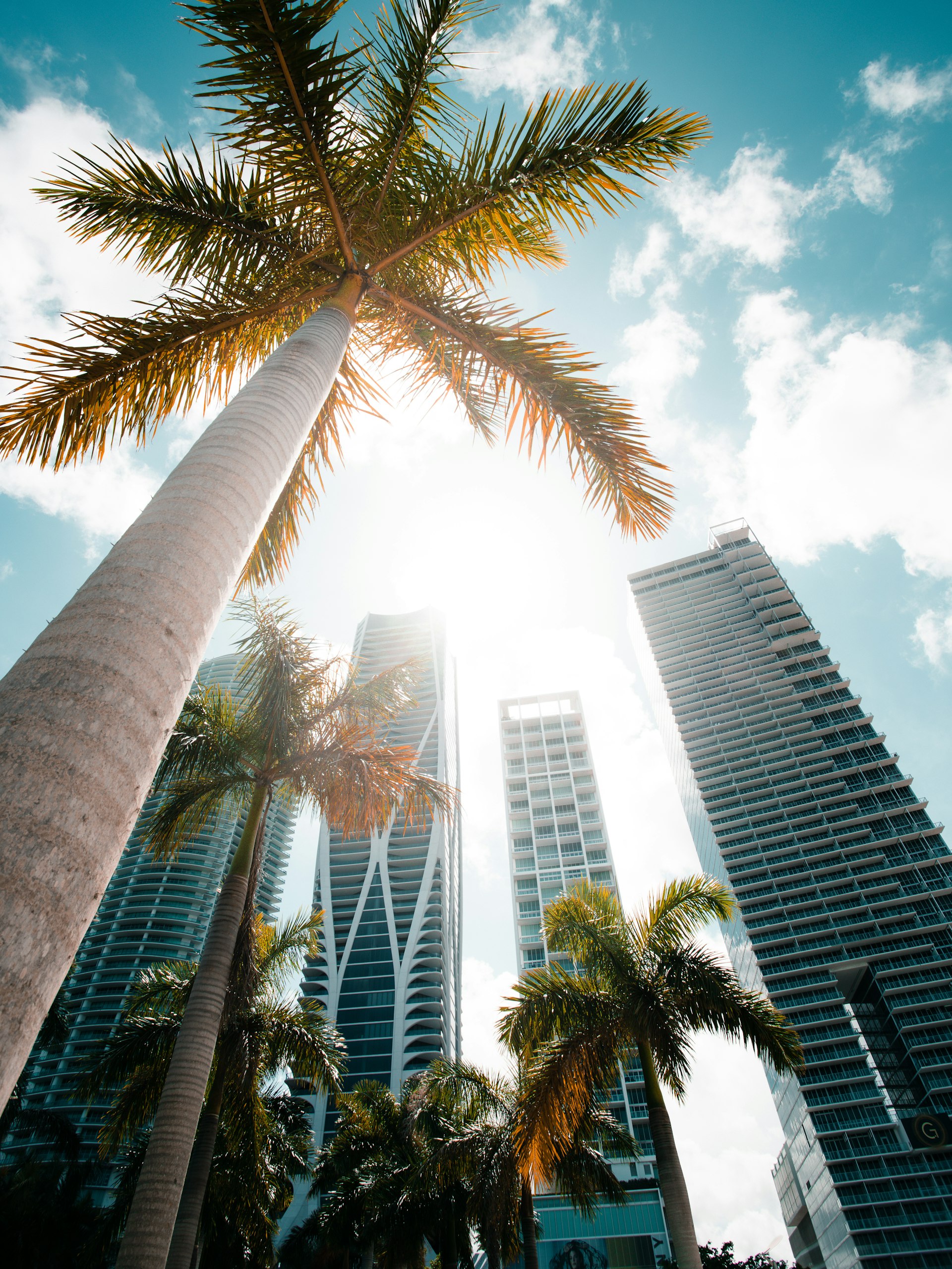 Miami luxury towers framed by palm trees
