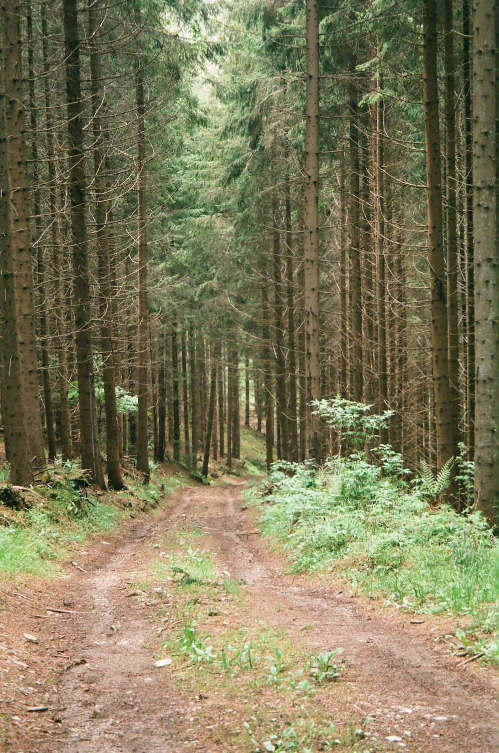 green grass and brown trees during daytime