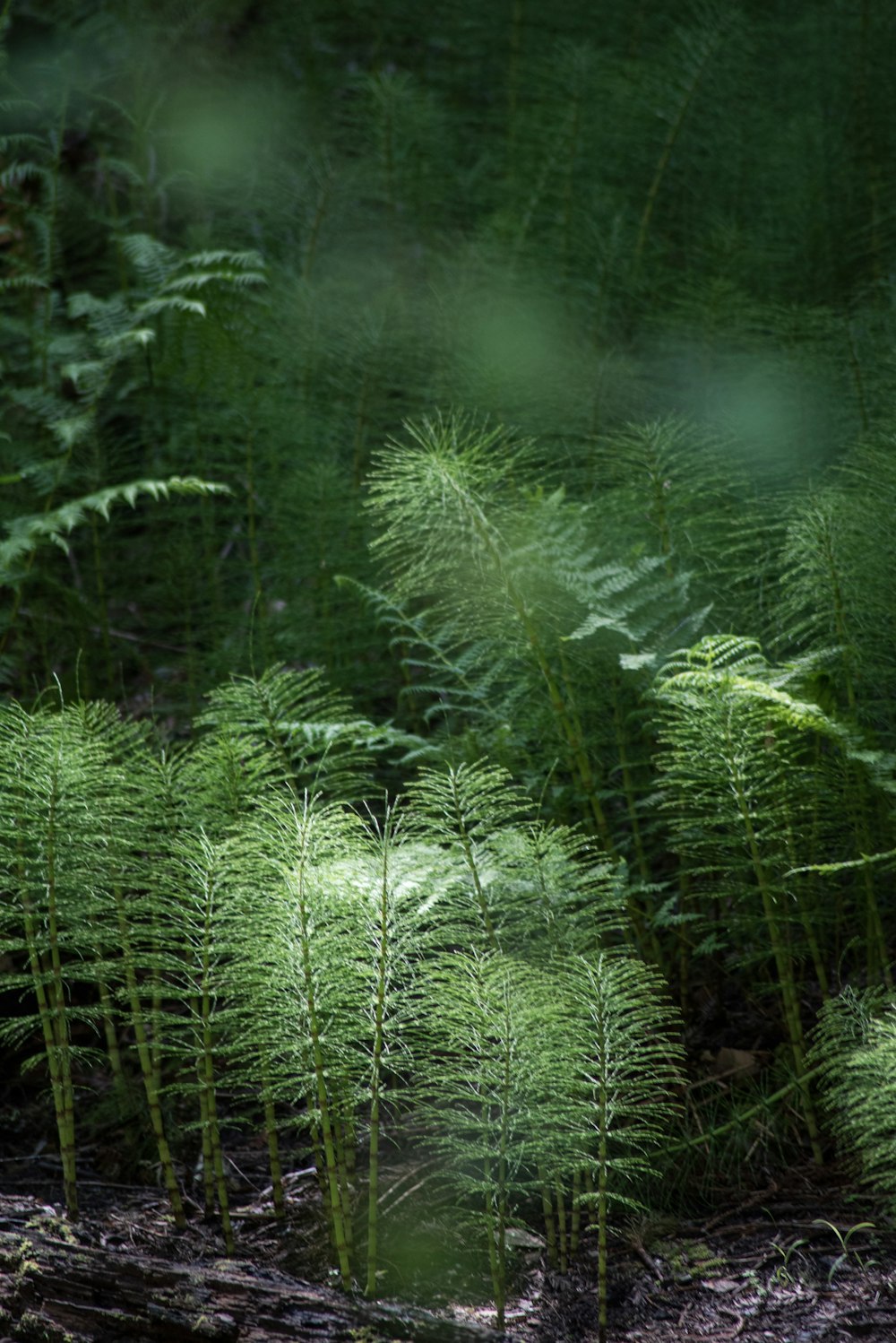 green fern plant during daytime