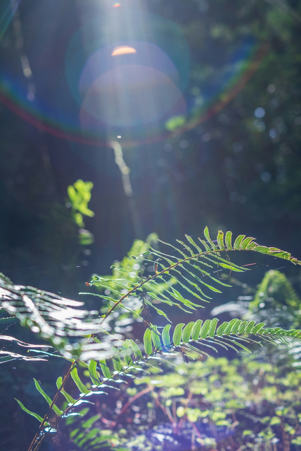 pianta di felce verde durante il giorno