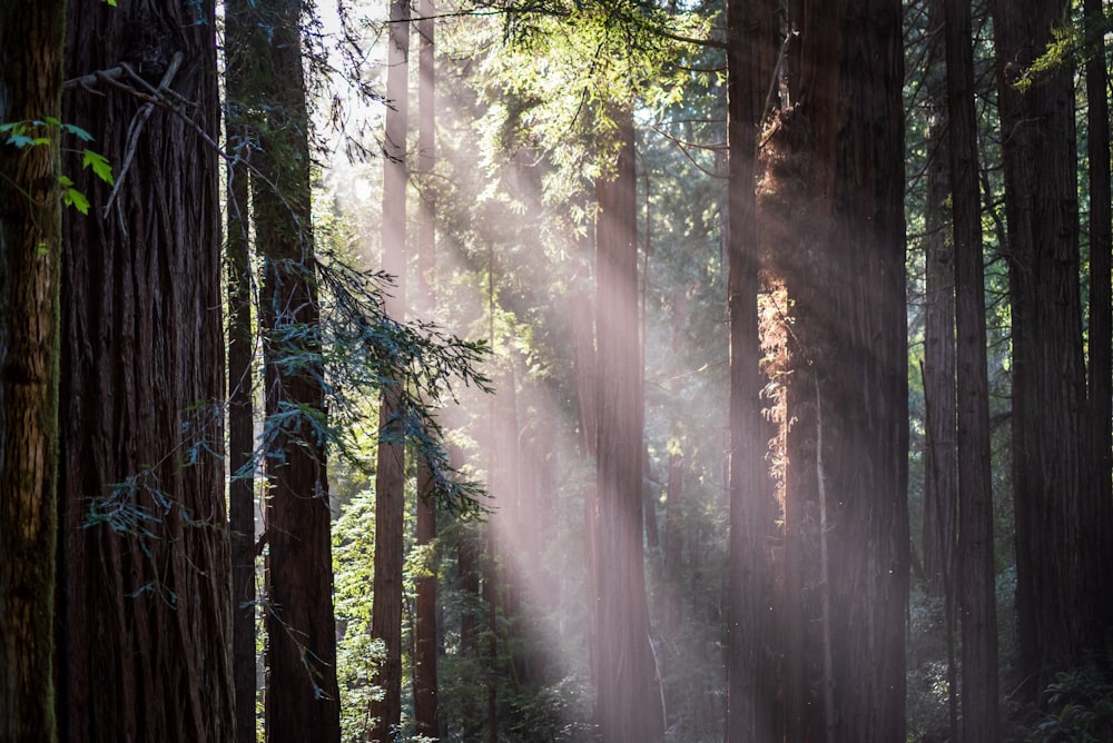 green trees on forest during daytime