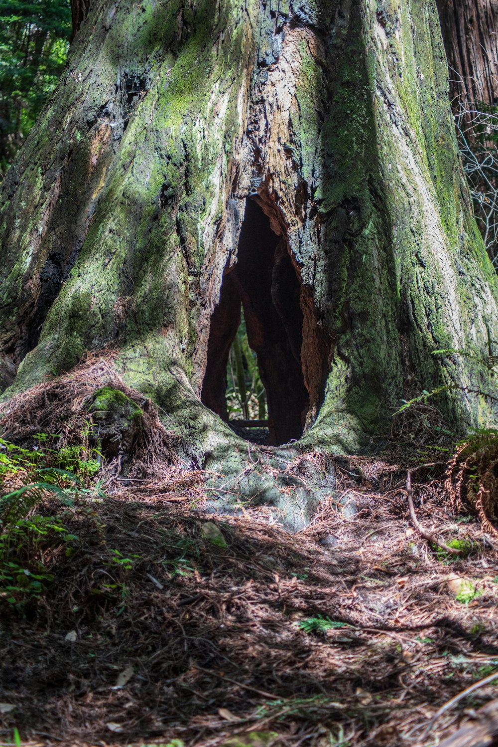 green moss on brown tree trunk