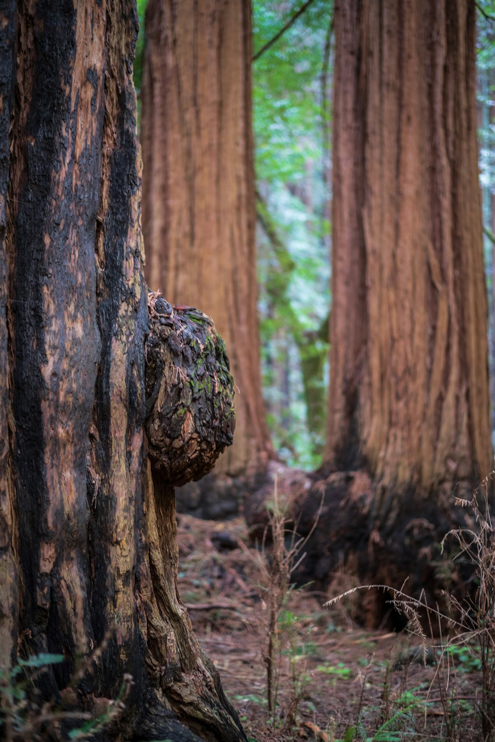 brown tree trunk in forest during daytime