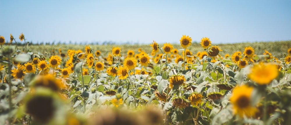 yellow and white flower field during daytime