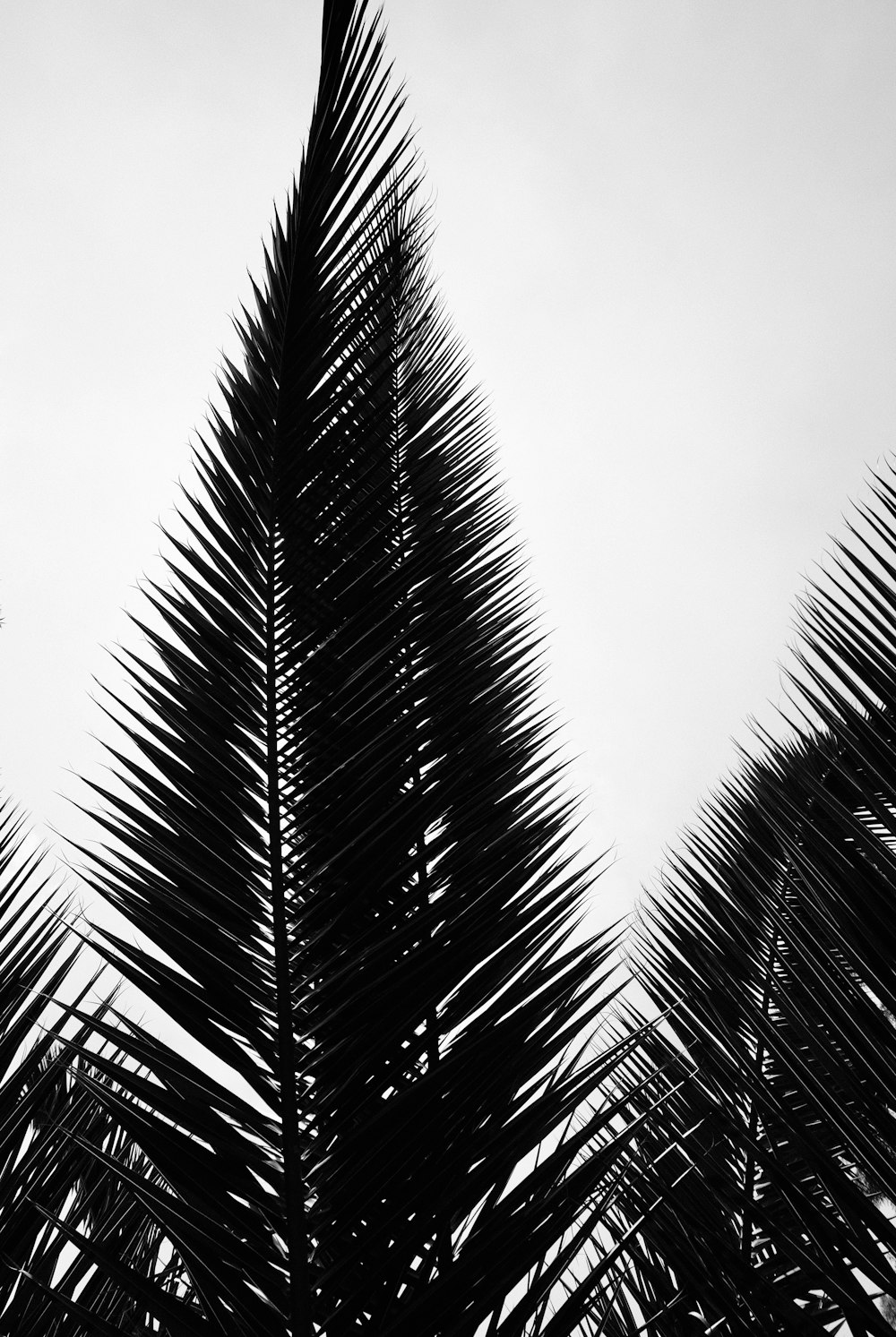 grayscale photo of palm tree