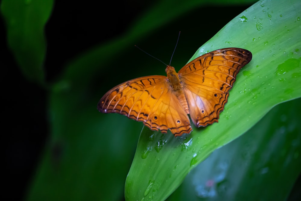 orange butterfly perched on green leaf in close up photography during daytime