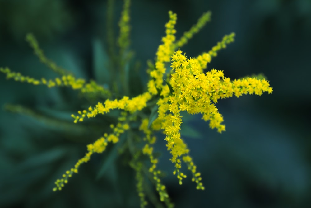 yellow and green plant in close up photography