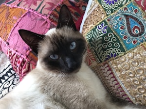 British Shorthair Cat