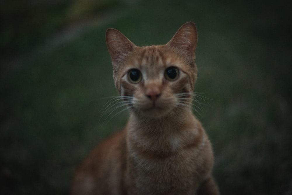 orange tabby cat in close up photography