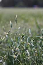 green grass in tilt shift lens