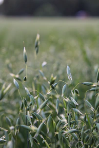 green grass in tilt shift lens