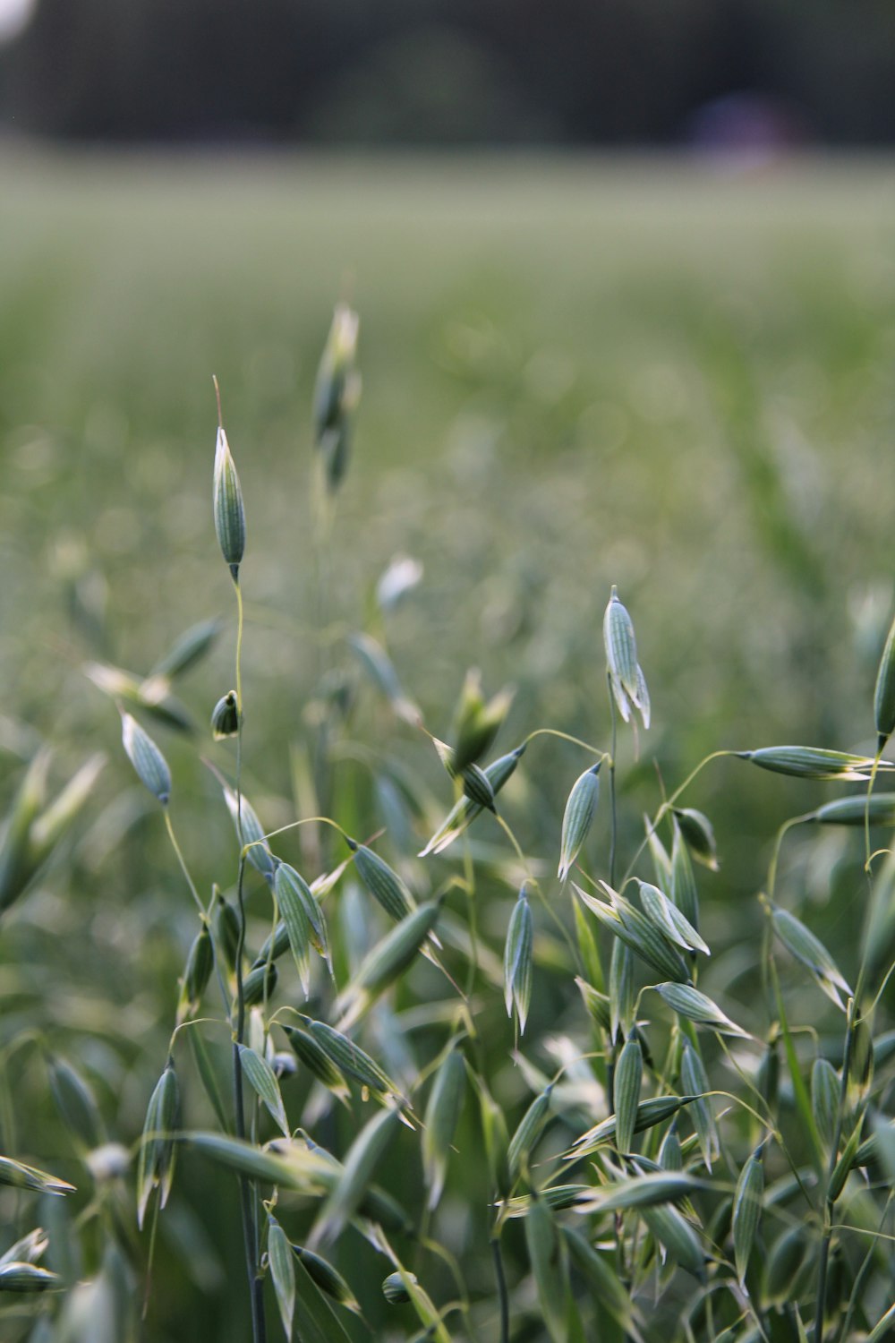 Erba verde nell'obiettivo decentrabile